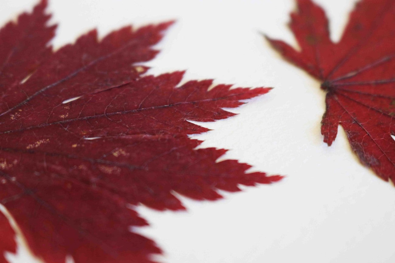 Cadre de feuilles séchées feuille rouge d'érable japonais folium herbiers de fleurs séchées cadre botaniquedécoration murale